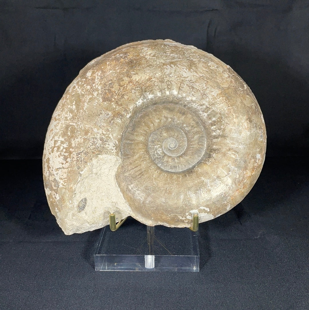 Madagascar Ammonite