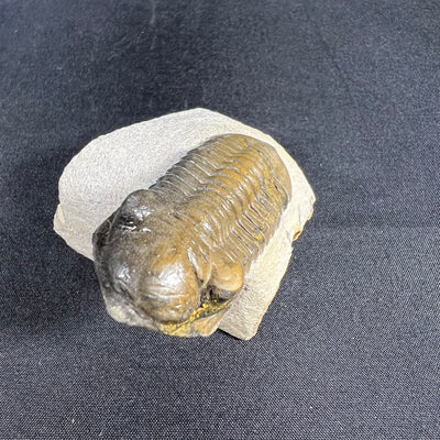 Moroccan trilobite