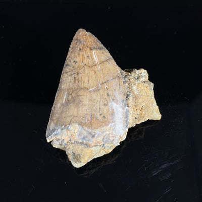 Carcharodontosaurus tooth in hard matrix