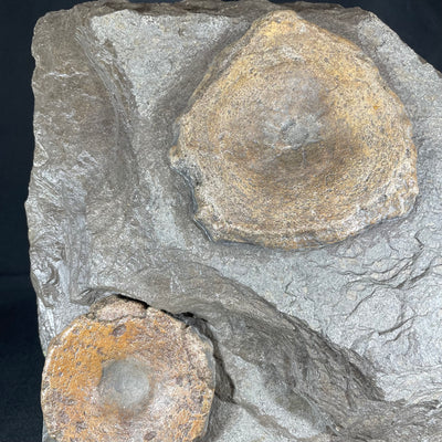 Icthyosaurus vertebrae