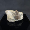 Allosaurus tooth