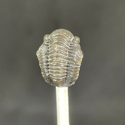 Trilobite (Gerastos tuberculatus)
