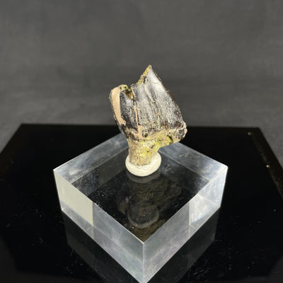 Camarasaurus tooth