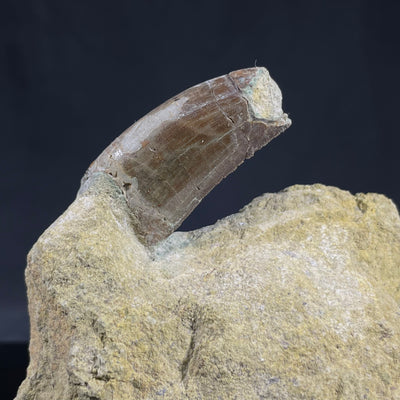 Allosaurus tooth in matrix