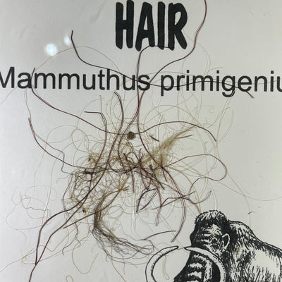 Mammoth hair