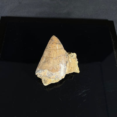 Carcharodontosaurus tooth in hard matrix