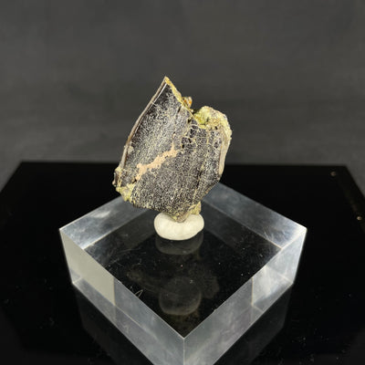 Camarasaurus tooth