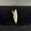 Marshosaurus tooth