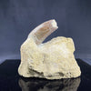 Allosaurus tooth in matrix