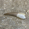 Plesiosaur Tooth