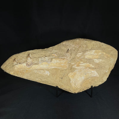 Plesiosaur Jaw