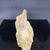 Allosaurus tooth in matrix