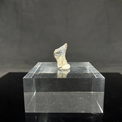 Triceratops tooth