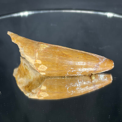 Rooted spinosaurus tooth