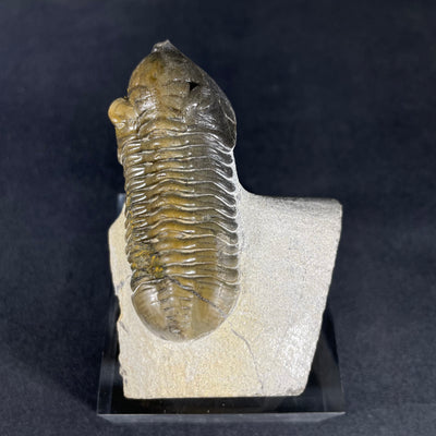 Moroccan trilobite