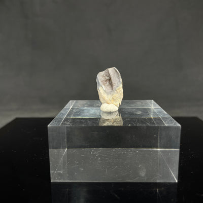 Triceratops tooth