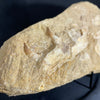 Plesiosaur Jaw