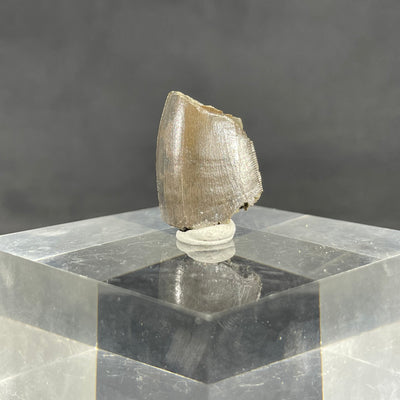 Allosaurus tooth