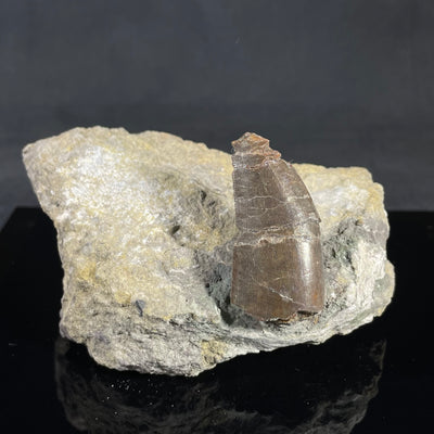 Allosaurus tooth