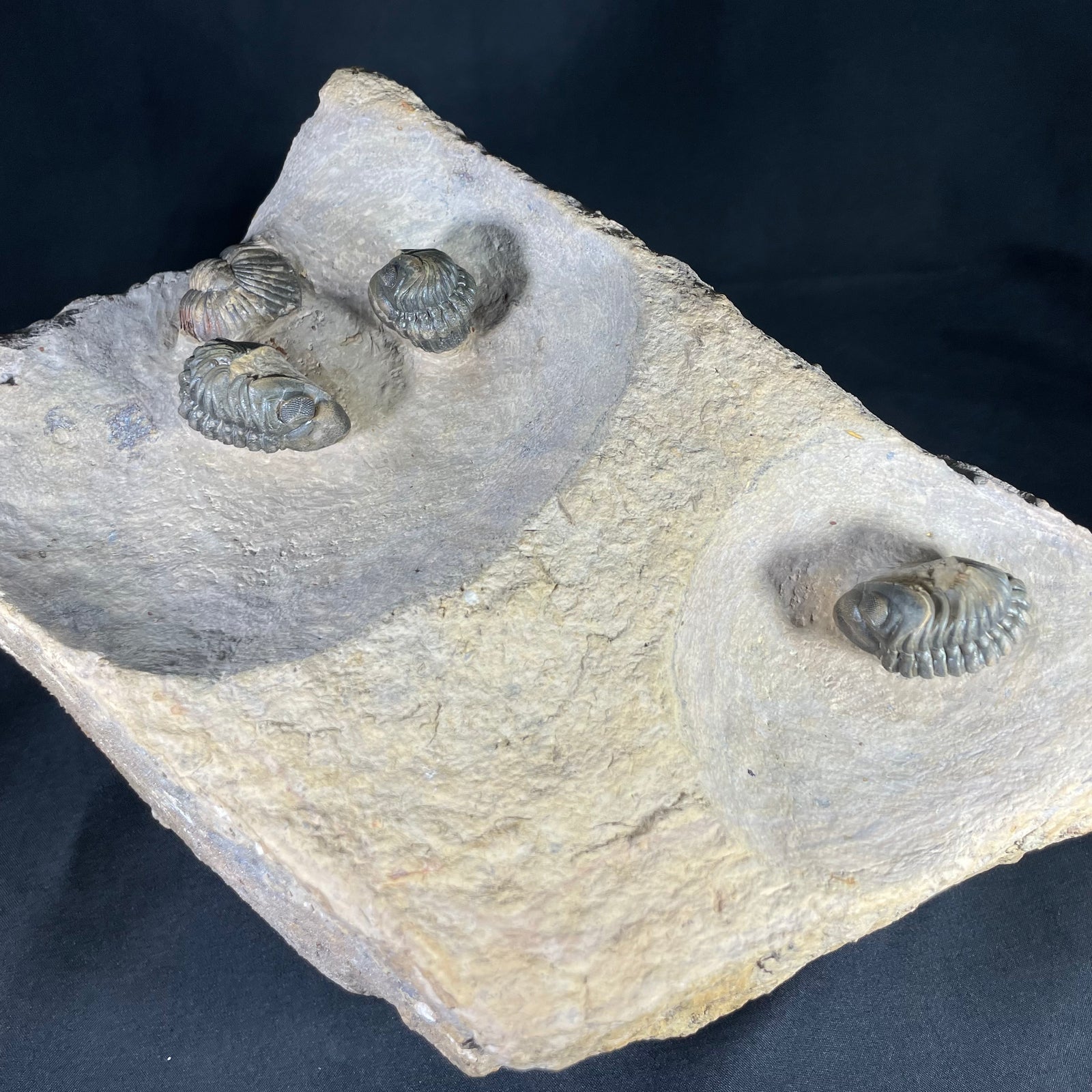 Morocops trilobite block (Perfect)