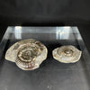English isle ammonite