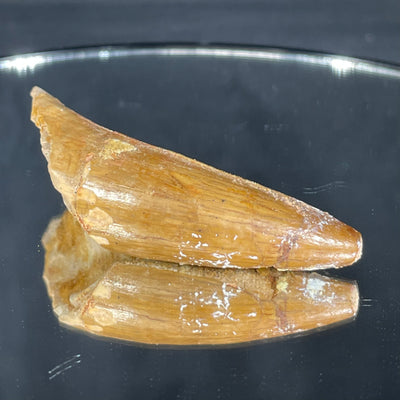 Rooted spinosaurus tooth