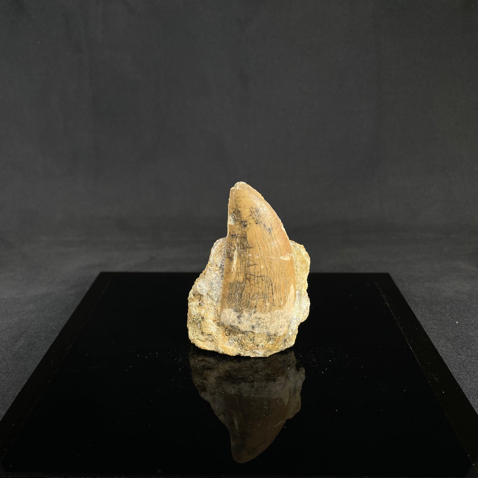 Carcharodontosaurus tooth in hard matrix