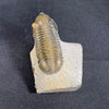 Moroccan trilobite