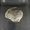 English isle ammonite