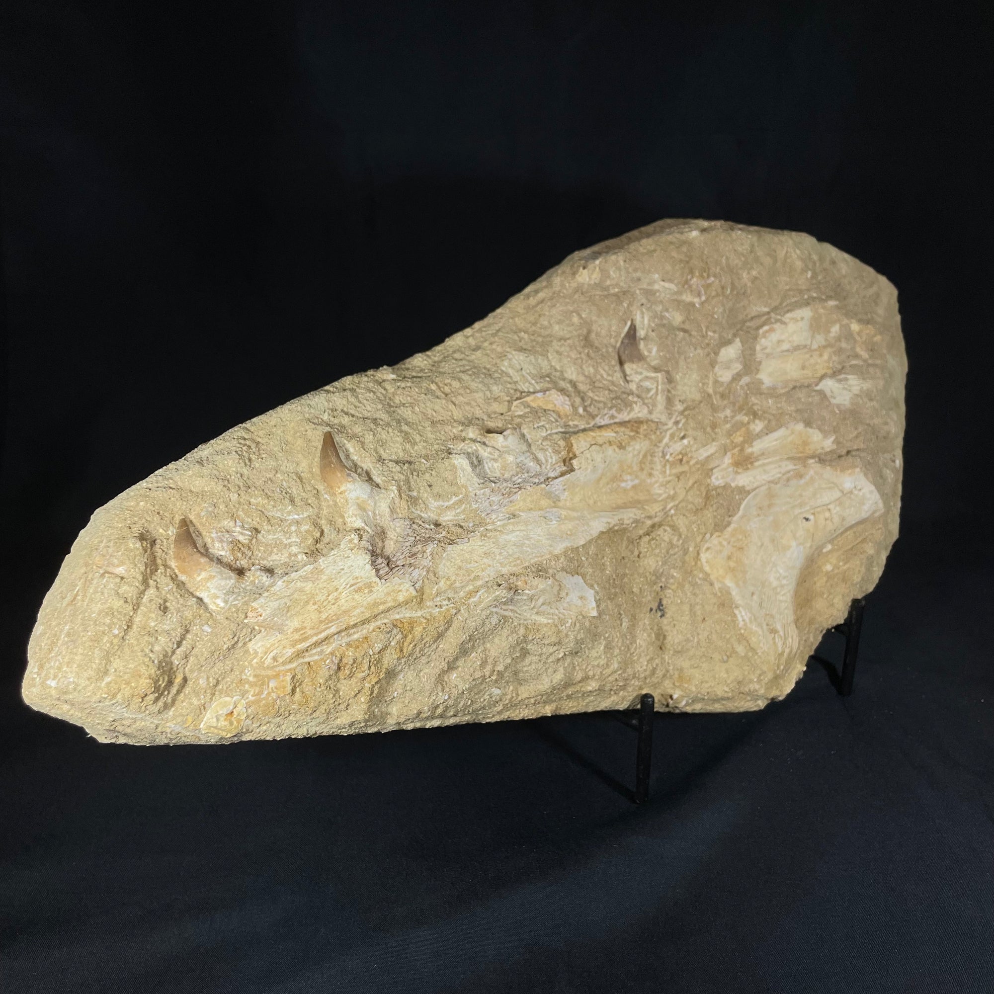 Plesiosaur Jaw