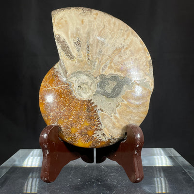 Madagascar ammonite