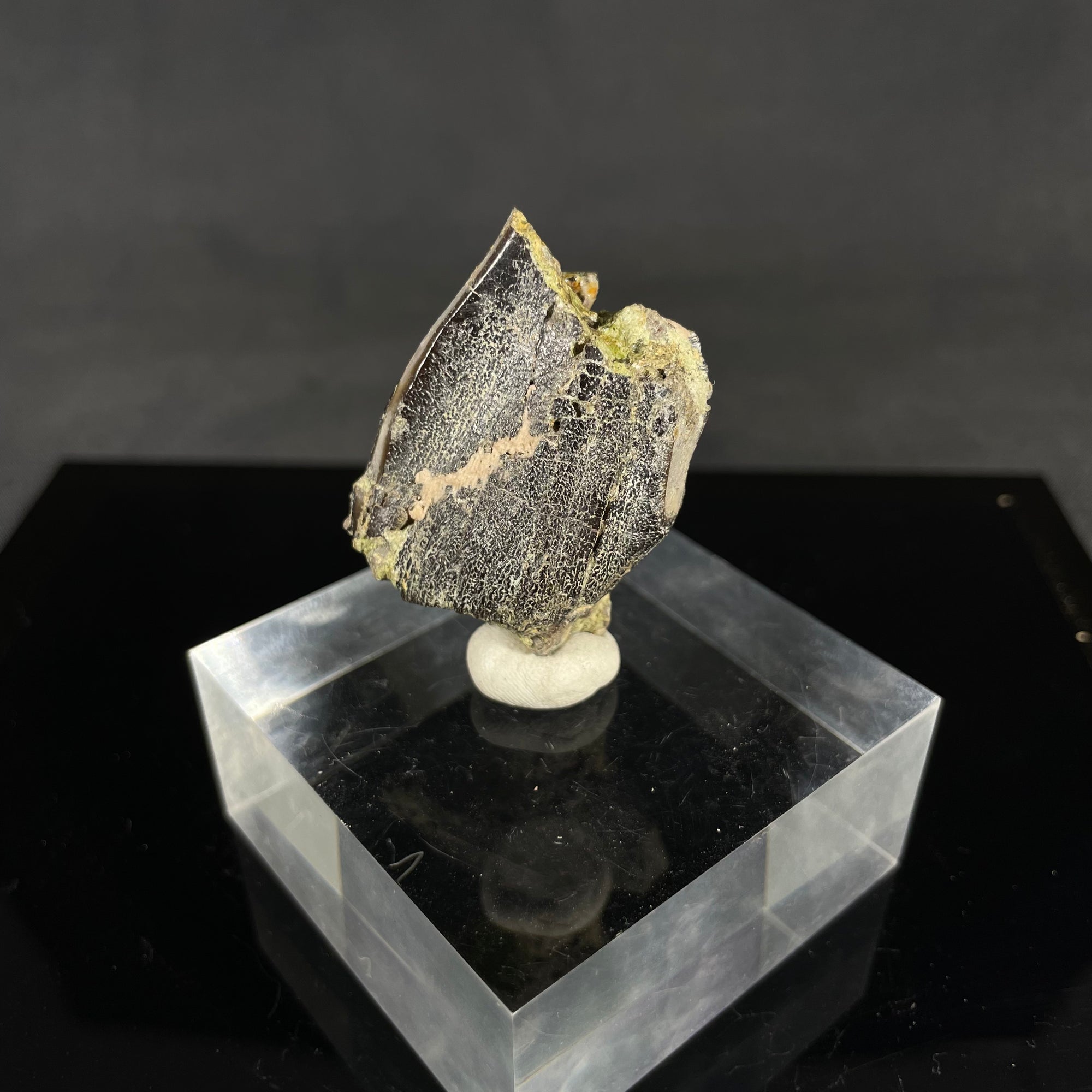 Camarasaurus tooth