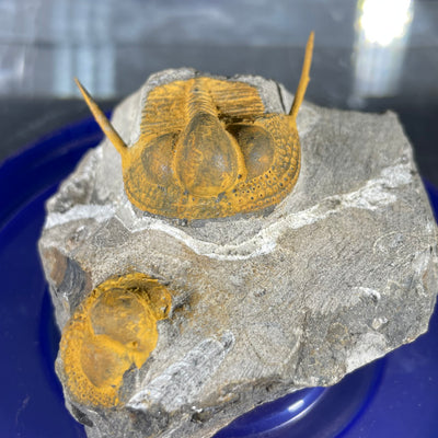 Moroccan Trilobite