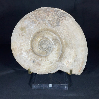 Madagascar Ammonite