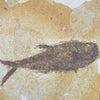 Wyoming fish plate (Knightia)