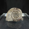 English isle ammonite