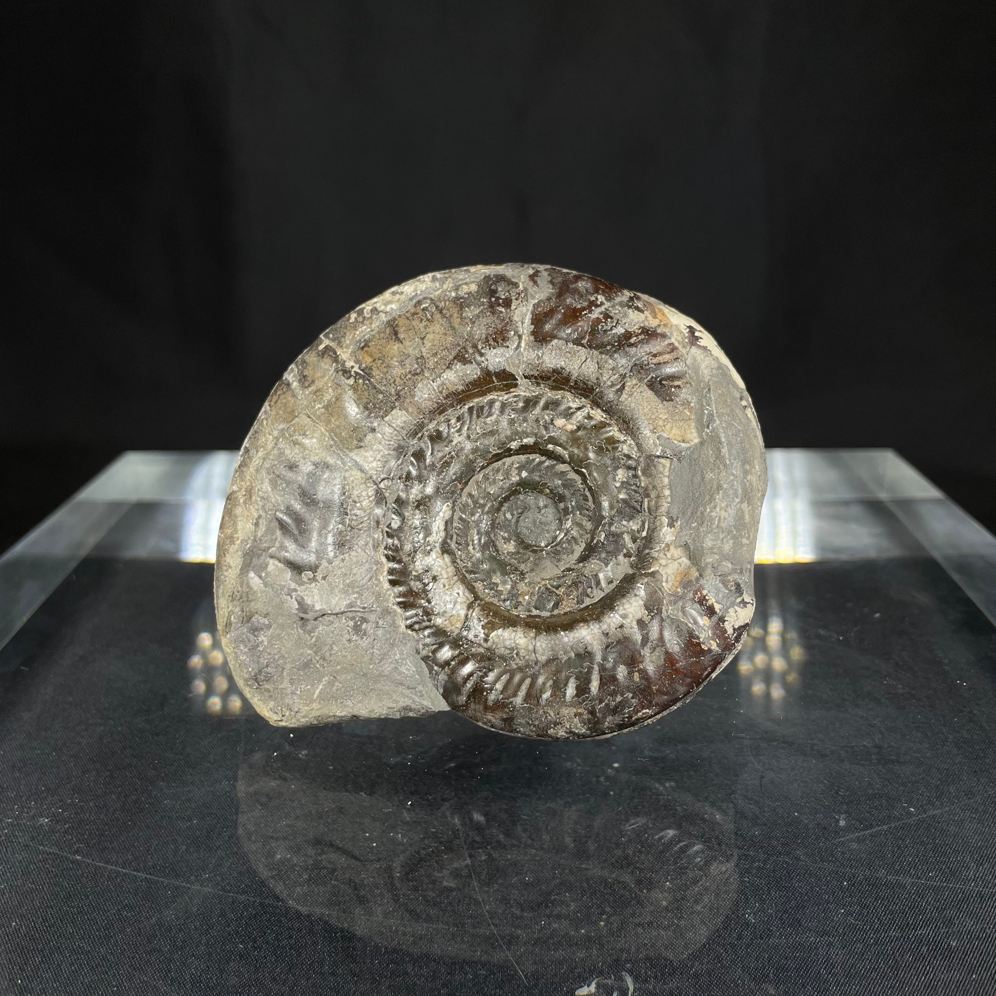 English isle ammonite