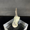 Allosaurus tooth