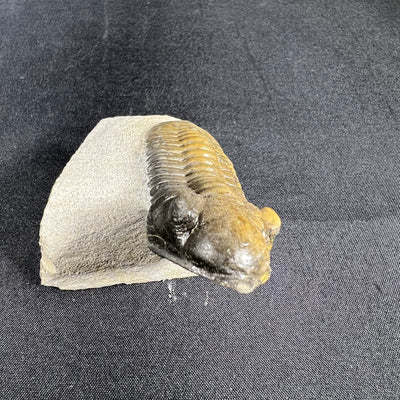 Moroccan trilobite