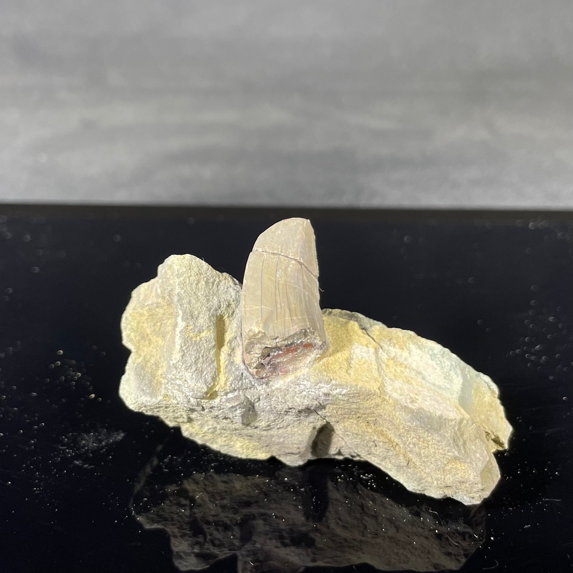 Allosaurus gastrolith tooth