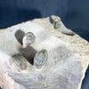 Morocops trilobite block (Perfect)