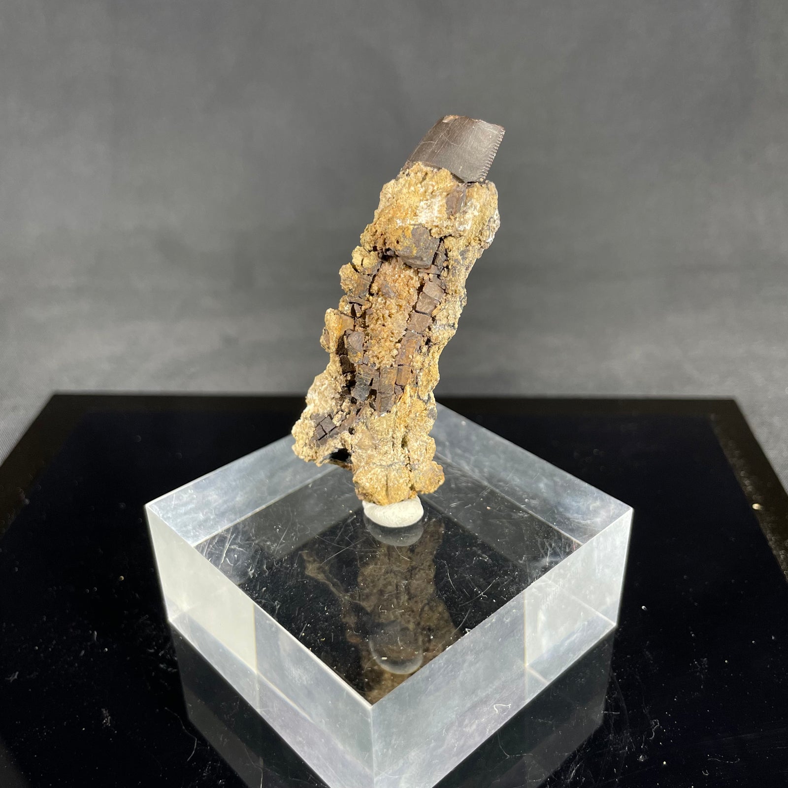 Exposed rooted allosaurus tooth