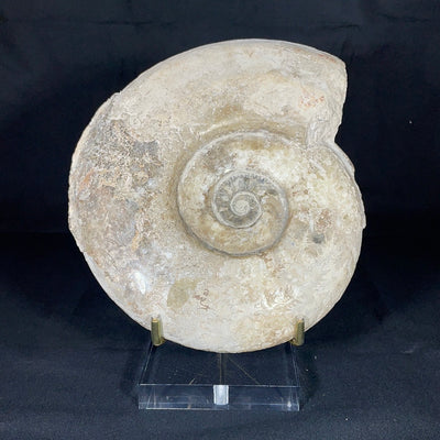 Madagascar Ammonite