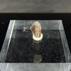 Torvosaurus tooth tip