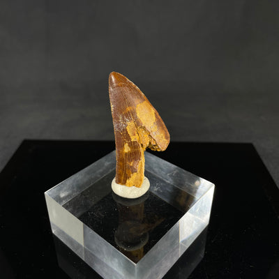 Carcharodontosaurus tooth