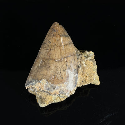 Carcharodontosaurus tooth in hard matrix