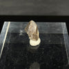 Torvosaurus tooth tip