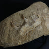 Plesiosaur Jaw